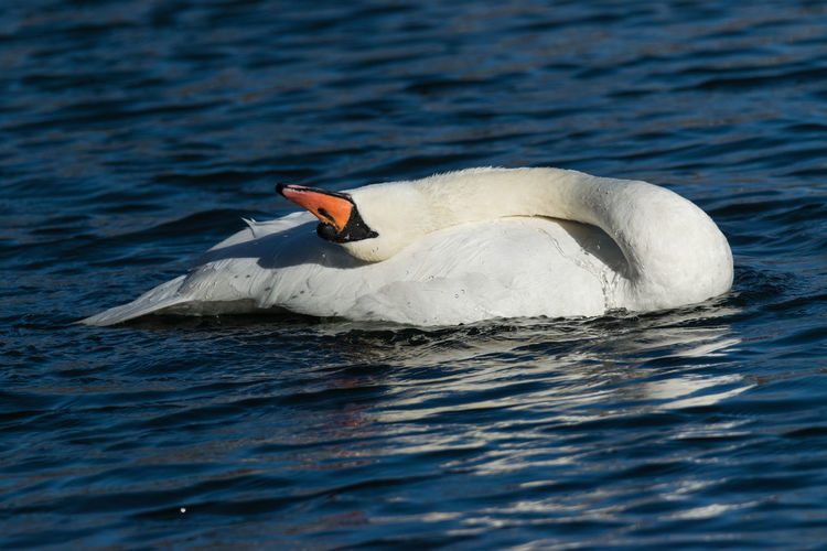 A mute swan showing off its flexibility in green-wood cemetery