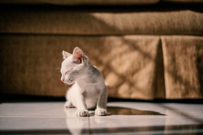 White kitten sitting on tiled floor at home