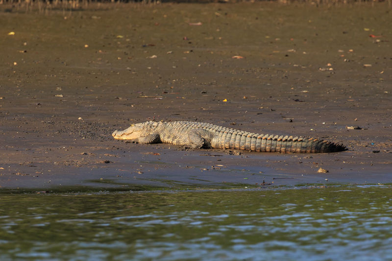 An indian mugger crocodile