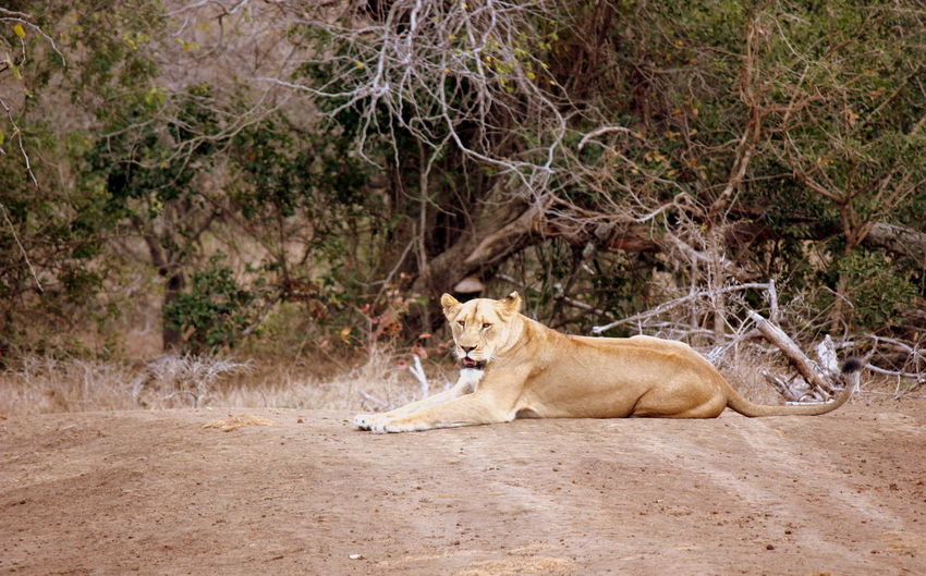 Lioness sitting on ground in forest