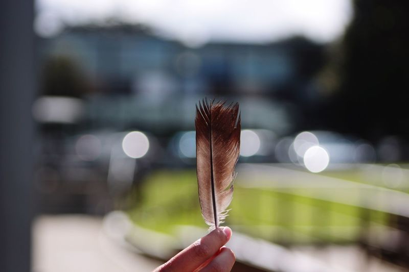 Close-up of hand holding feather in city