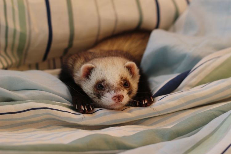 Ferret chilling