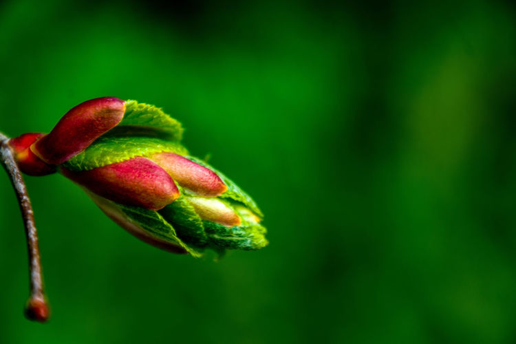 Close-up of bud growing outdoors