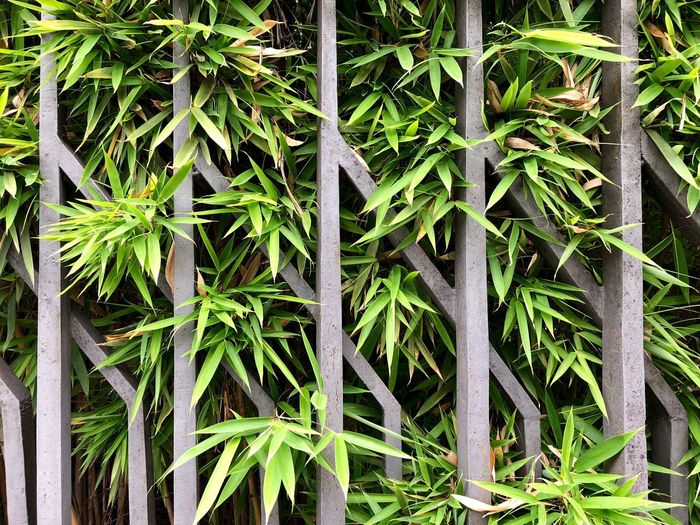 High angle view of bamboo plants on railing
