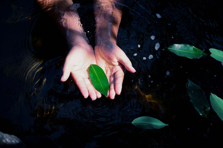 High angle view of woman hand with leaves floating in lake
