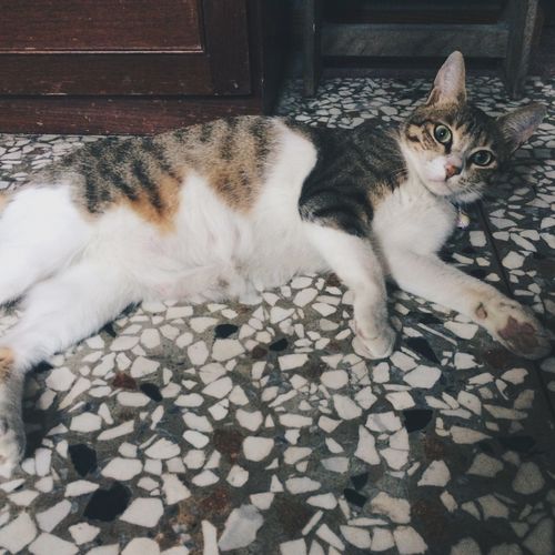 High angle portrait of cat relaxing on tiled floor at home