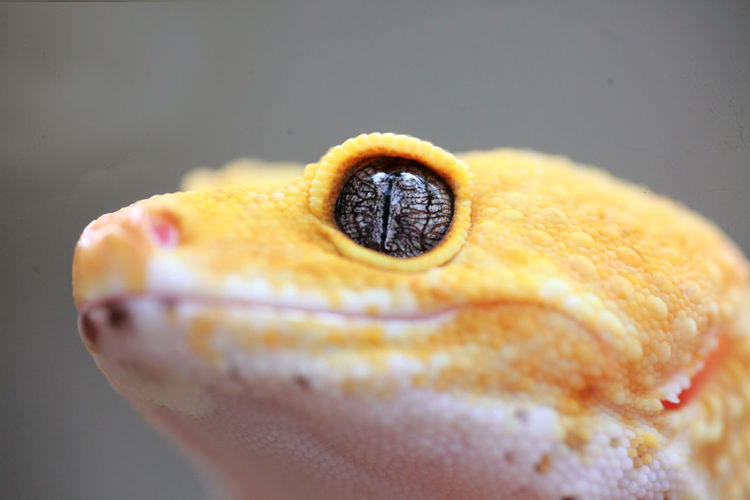 Close-up of orange slice against gray background
