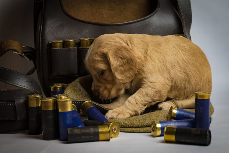 Cute puppy indoors