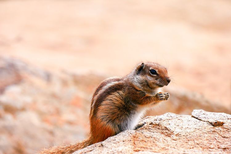 Close-up of squirrel on rock formation