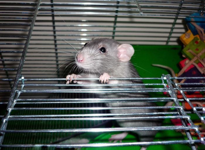 Close-up of rat in cage