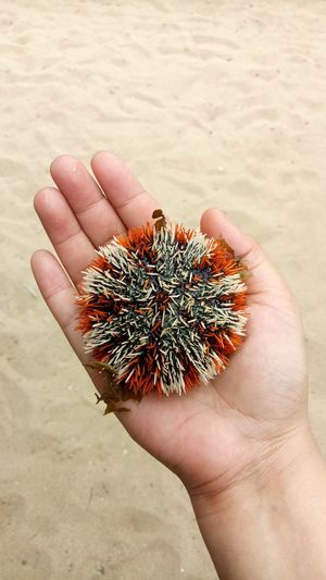 Cropped hand holding sea urchin