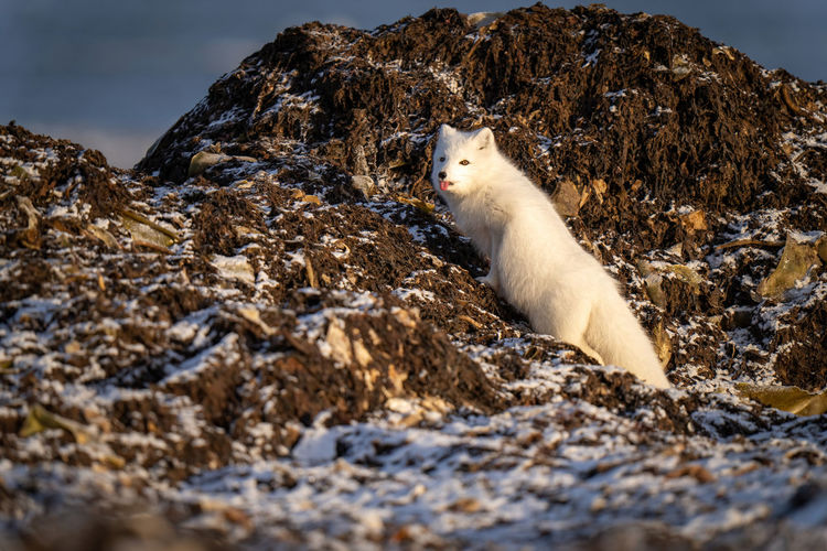Arctic fox climbs rocks sticking tongue out