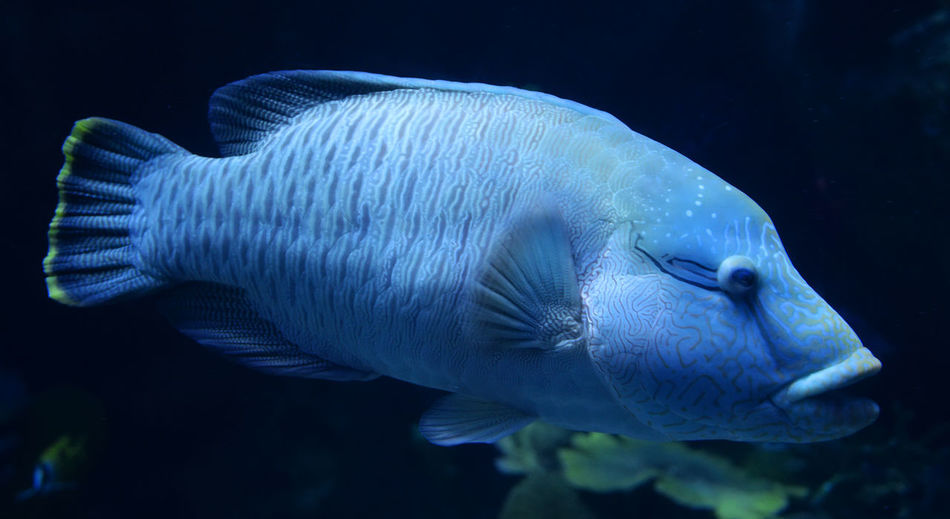 Close-up of fish swimming in sea