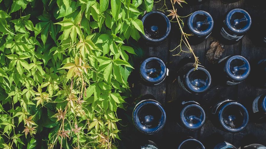Wine making