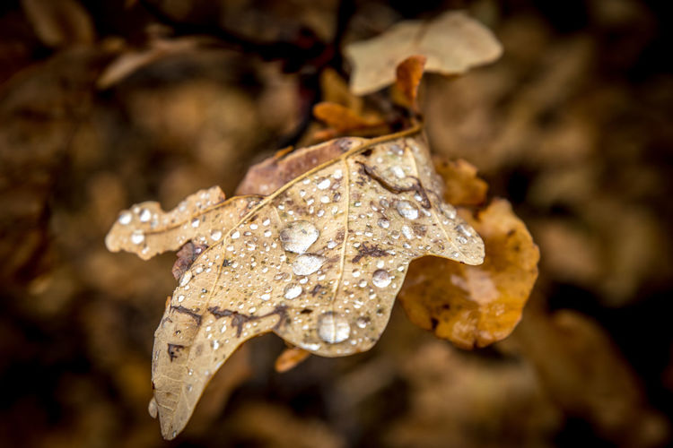 Close-up of wet frozen leaves during winter