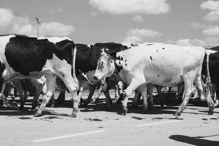 Herd of holstein friesian cattle in black and white