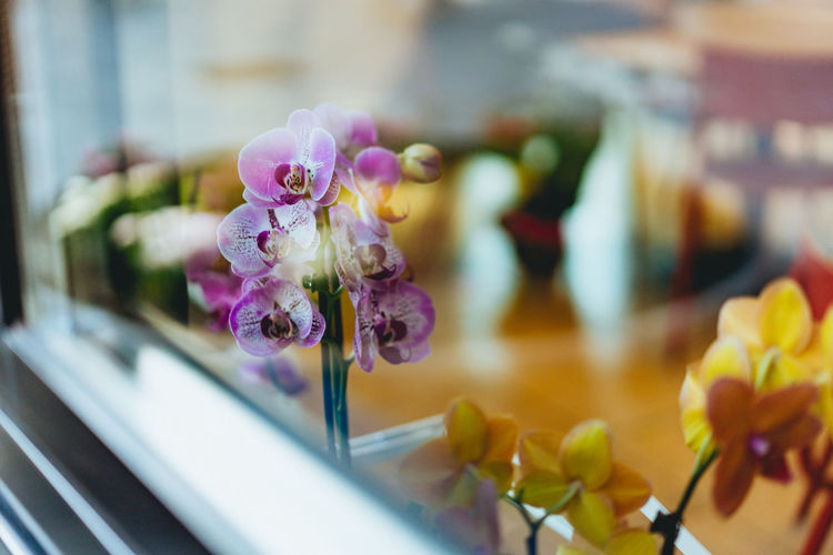 Close-up of purple iris flowers seen through window