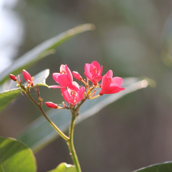 Close-up of pink flowers