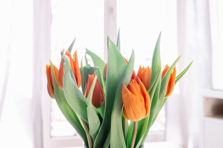 Close-up of orange tulip flowers against window at home