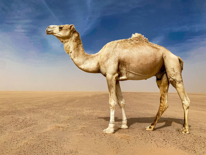 Camels standing on sand at desert