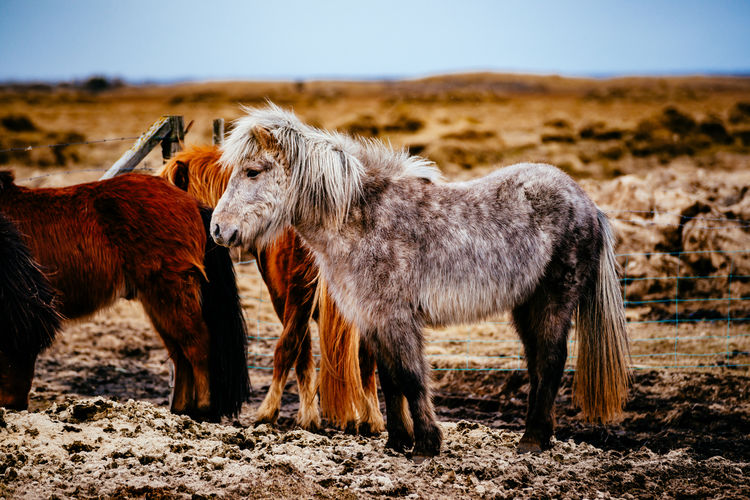 Icelandic horses standing on field