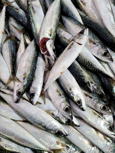 High angle view of fish for sale at market