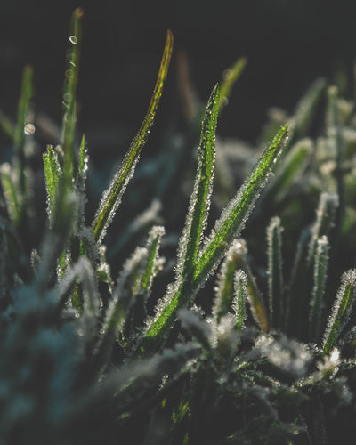 Close-up of plants growing on field