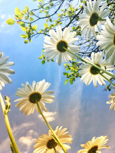 Low angle view of white daisy flowers against sky