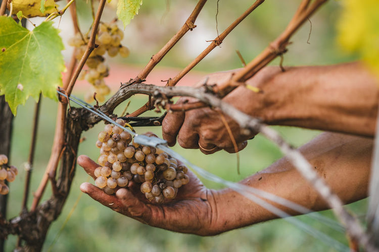 Cropped hands of farmer cutting grapes in vineyard