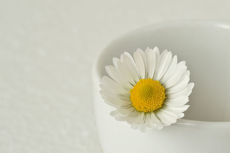 Close-up of flower against white background