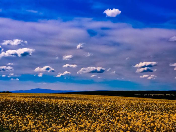 Scenic view of yellow flowers growing on field against sky