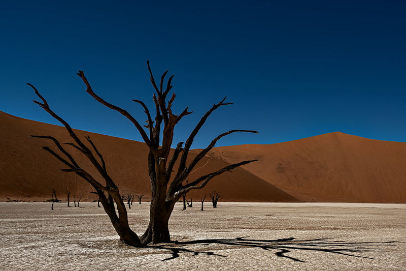 Bare tree in desert against clear blue sky