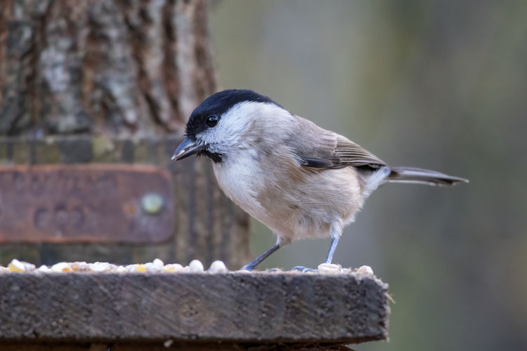 Blackcap foraging for food on a wooden seed tray