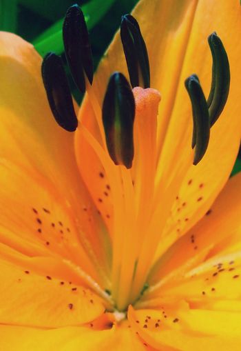 Macro shot of orange day lily