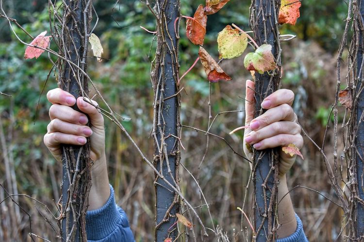 Cropped hands of woman holding metal railing covered with plant stems