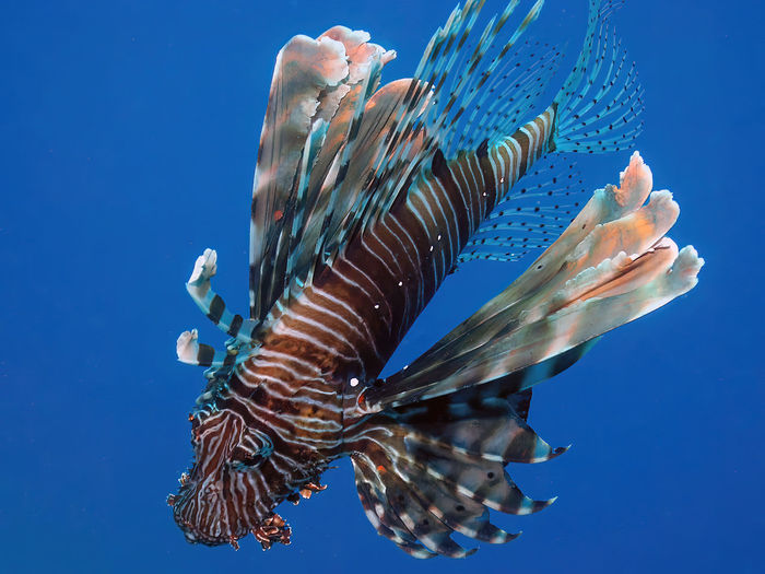 Common lionfish - pterois volitans - in the red sea