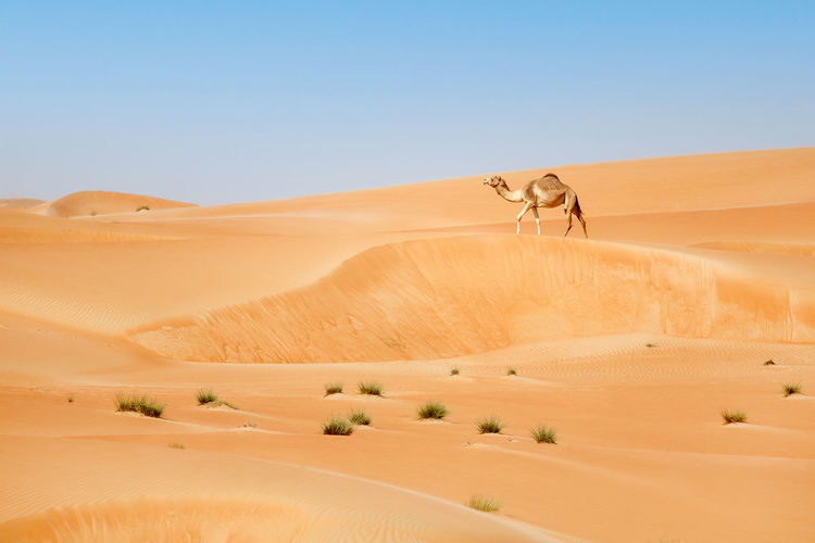 Middle eastern camel walking in the desert in liwa desert, western region, uae