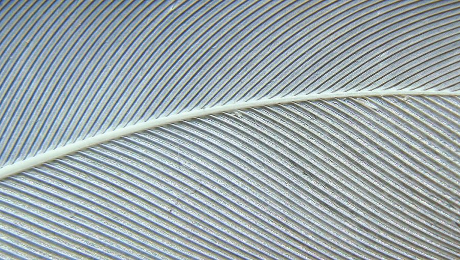 Full frame shot of leaf