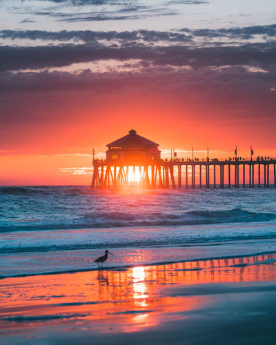 Bird perching at beach during sunset