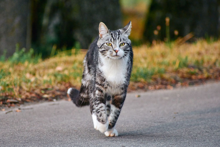 Portrait of tabby cat on road