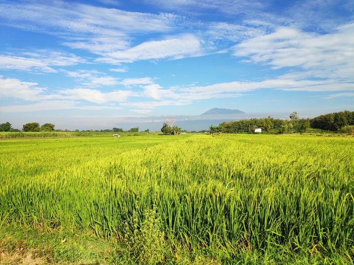 Scenic view of agricultural field against sky
