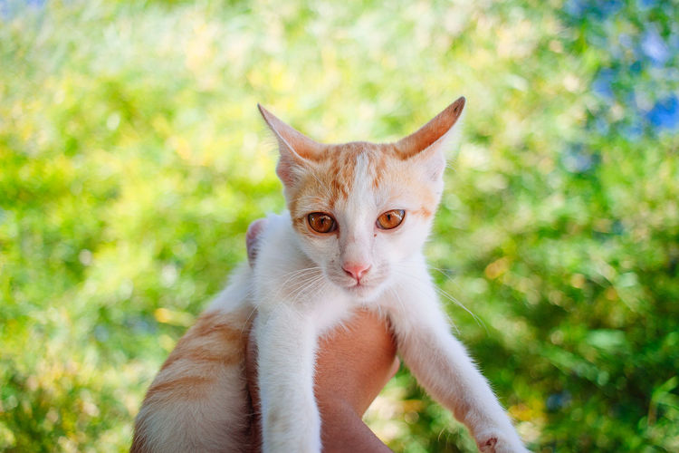 Portrait of ginger cat against blurred background