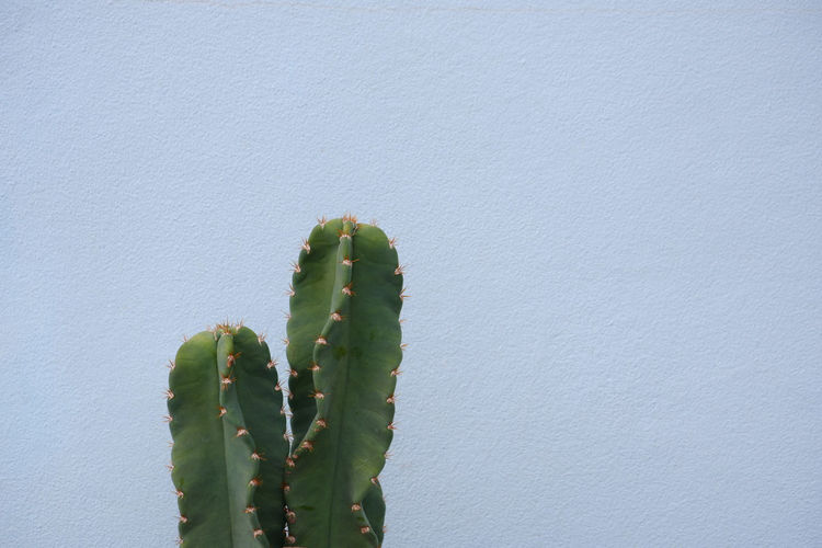 Close-up of cactus plant against wall