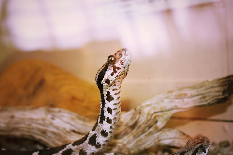 Close-up of snake in terrarium