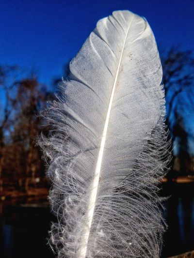 Close-up of feather against blue sky