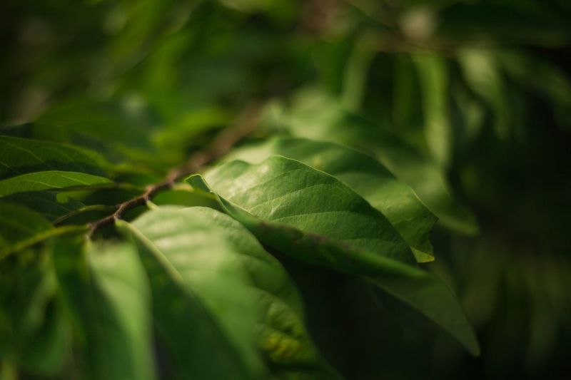 Close-up of leaves