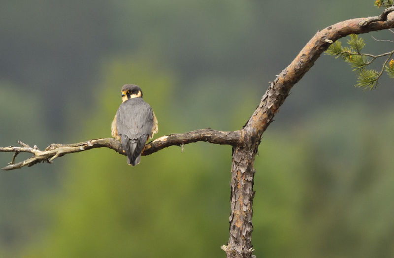 Close-up of owl perching on branch