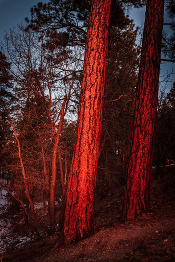 Red trees in forest against sky
