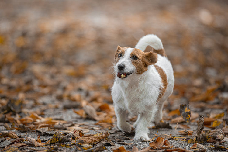 Dog standing on ground during autumn