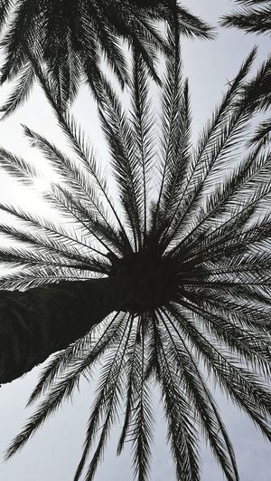 Low angle view of palm tree against sky